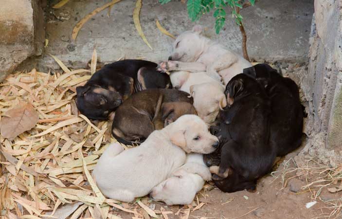 En fechas como navidad y día de reyes se acostumbra regalar animales que con el tiempo, quedarán en abandono