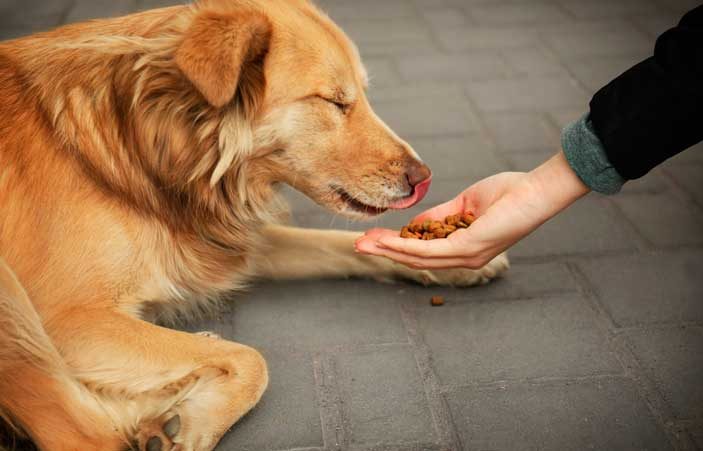 No pierdes nada en llevar un poco de alimento y compartirlo con los perros y gatos callejeros