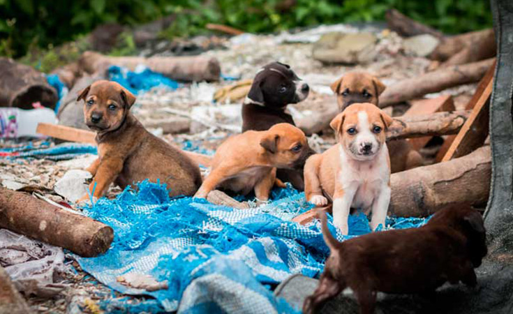 Maltrato animal en México en cifras