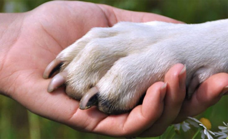 ¿Cómo ayudar a animales en situación de calle?