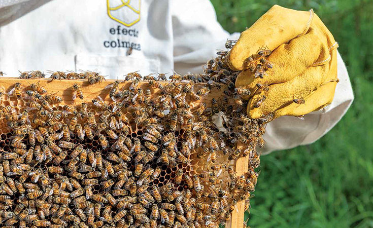 EFECTO COLMENA: Rescatando a las abejas