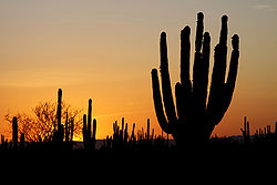 5 ciudades y estados en México con leyes ecológicas 0