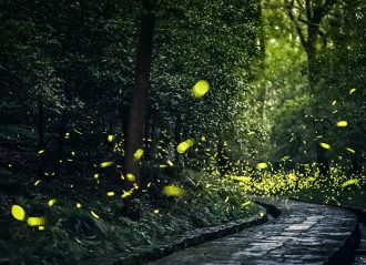 Bioluminiscencia en México: dónde verla y cómo