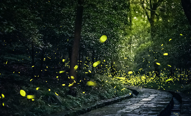 Bioluminiscencia en México: dónde verla y cómo