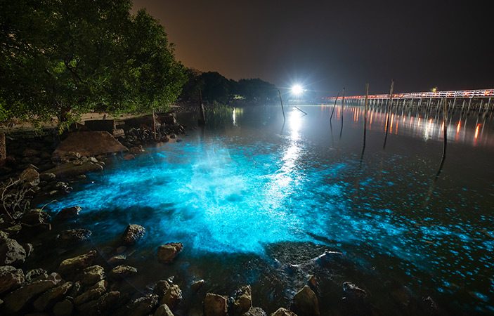 Bioluminiscencia en México: dónde verla y cómo 0